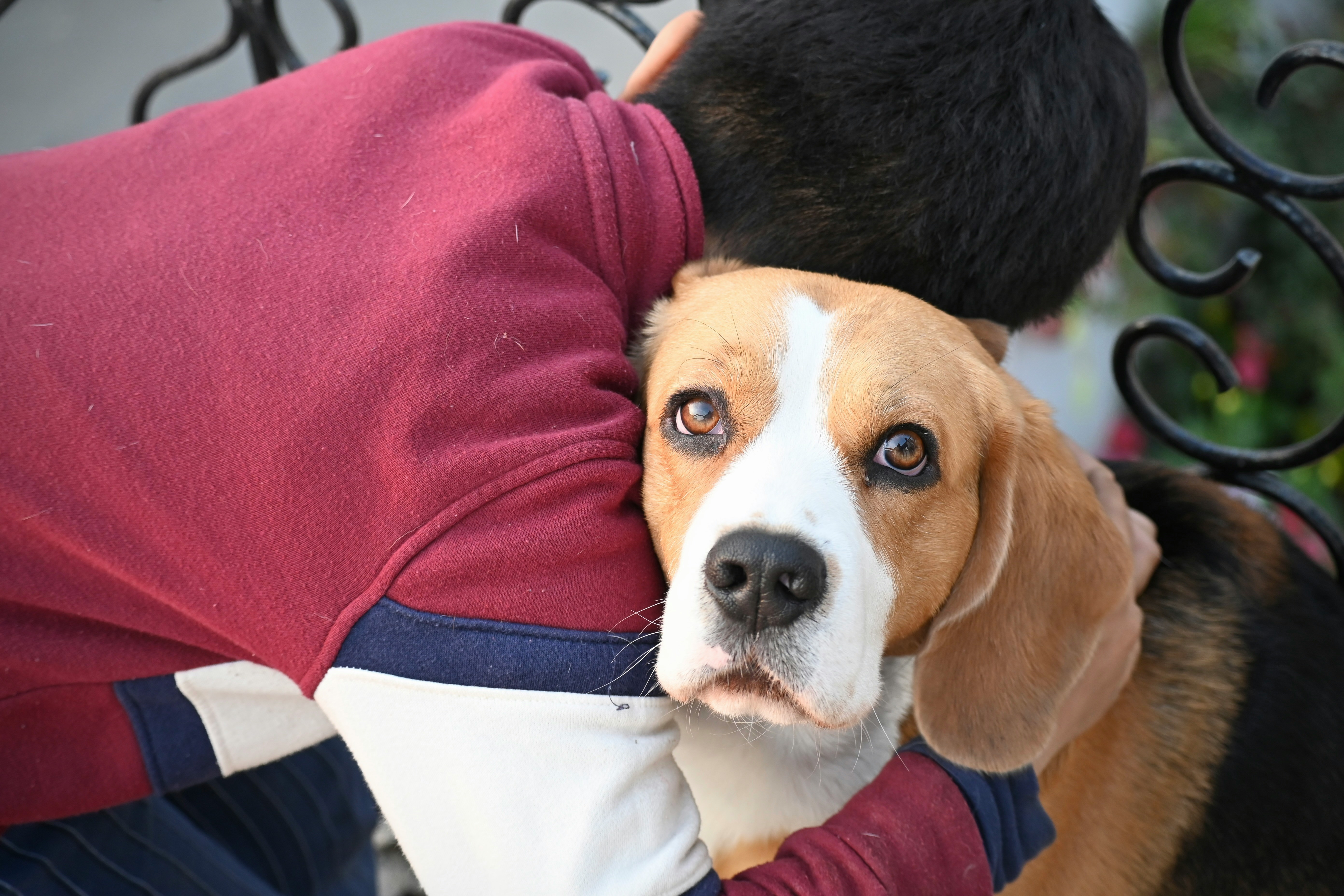 Volunteer caring for rescued animals